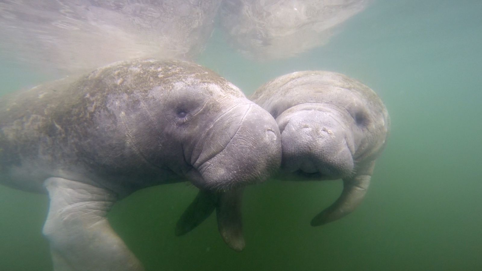 Florida has seen an alarming rise in manatee deaths in 2021.